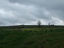 DSCF1617.jpg DSCF1617.jpg