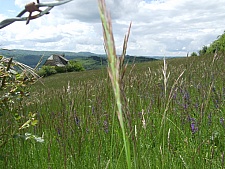 DSCF1707.jpg DSCF1707.jpg