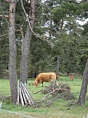 4-DSC03600.jpg